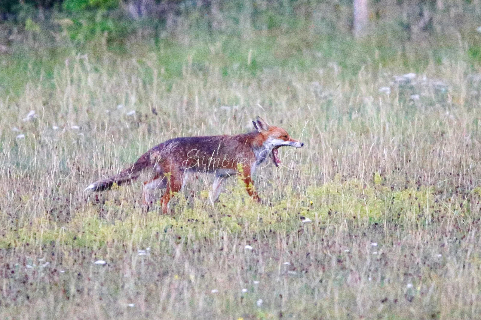 Red Fox 11 (photo)