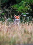 Red Fox 12 (photo)