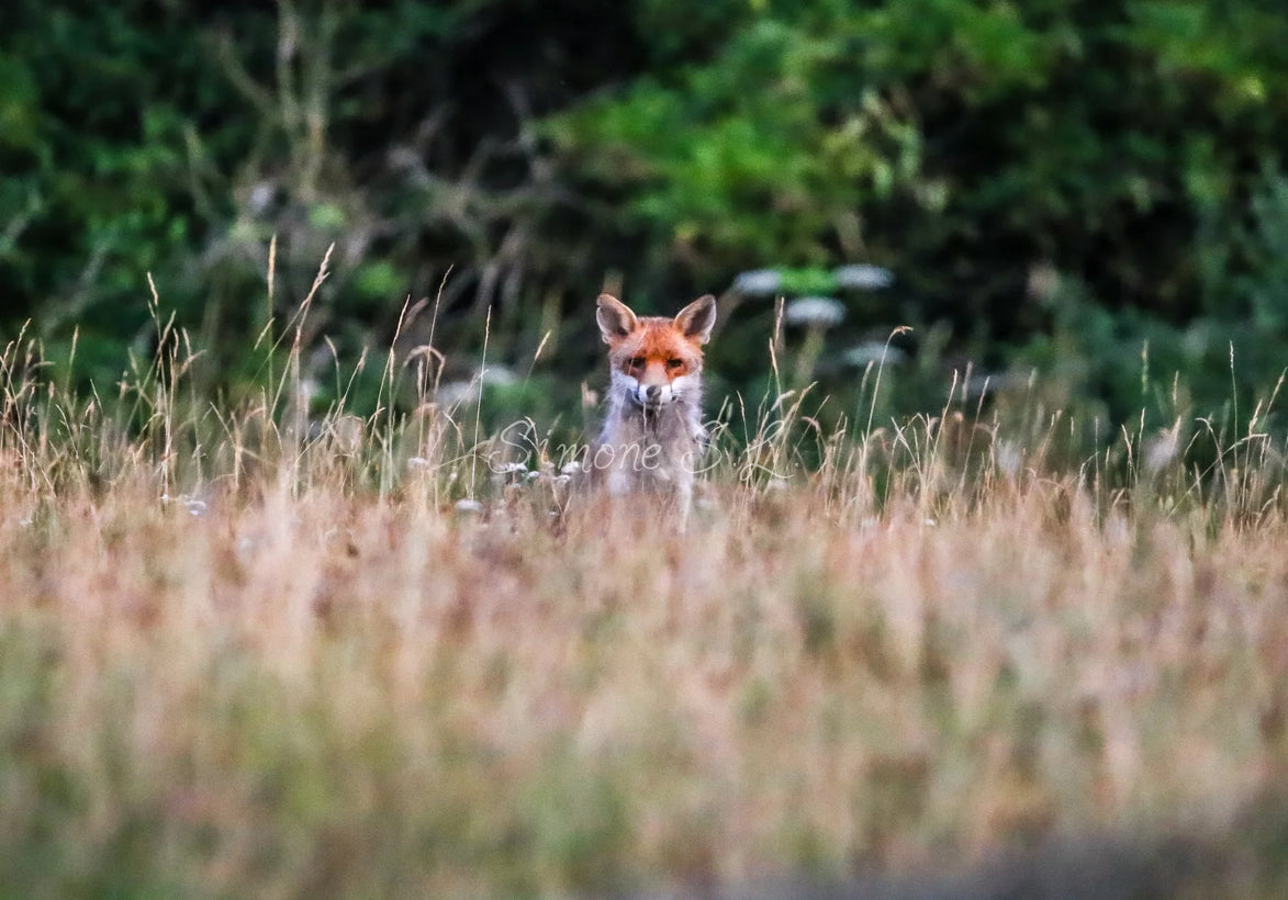Red Fox 12 (photo)