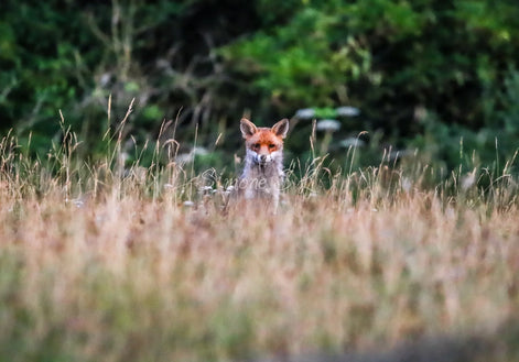 Red Fox 12 (photo)