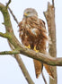 Red Kite 2 (photo)