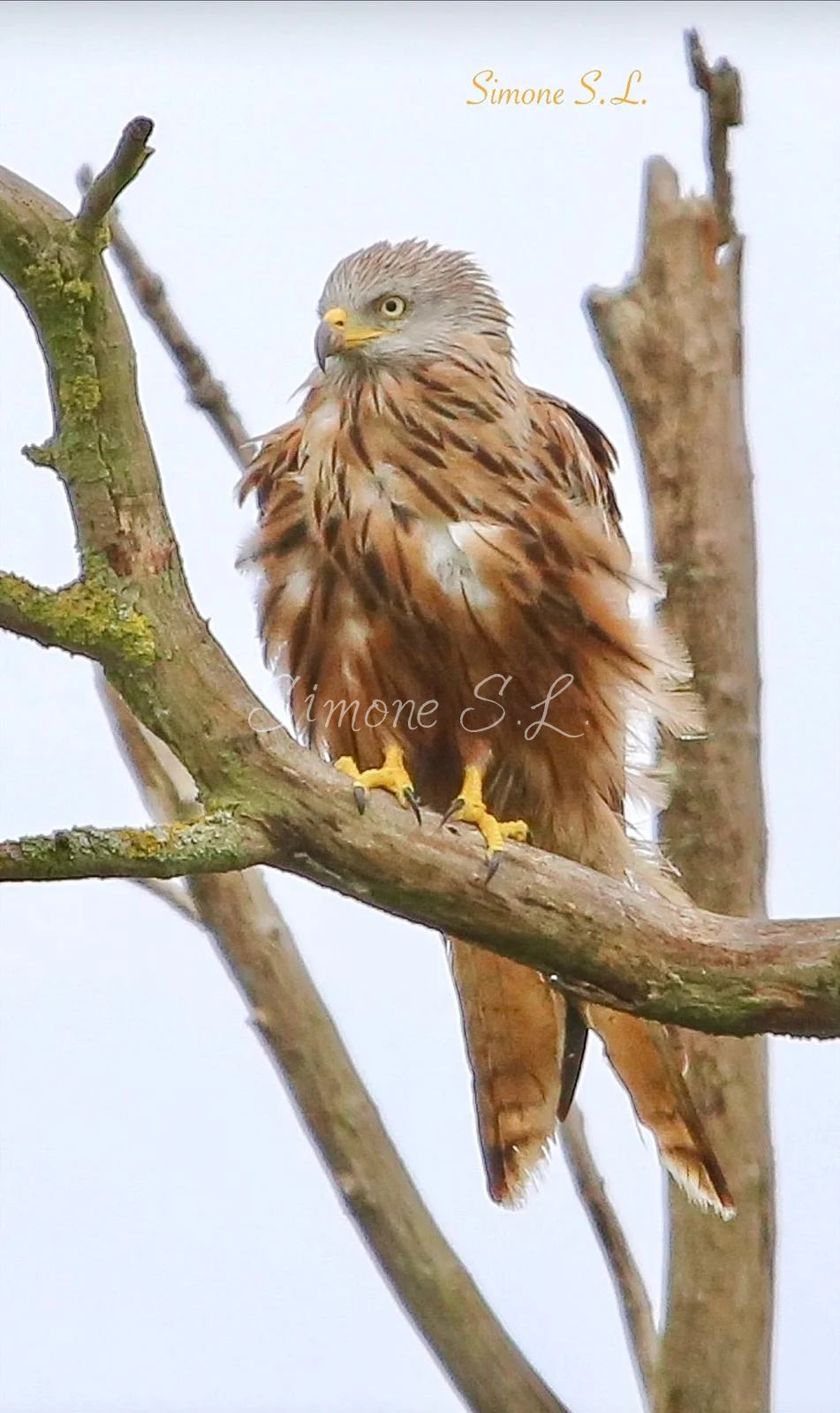 Red Kite 2 (photo)