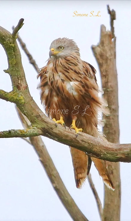 Red Kite 2 (photo)