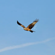 Red Kite 2 (photo)