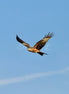 Red Kite 2 (photo)