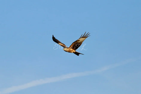 Red Kite 2 (photo)