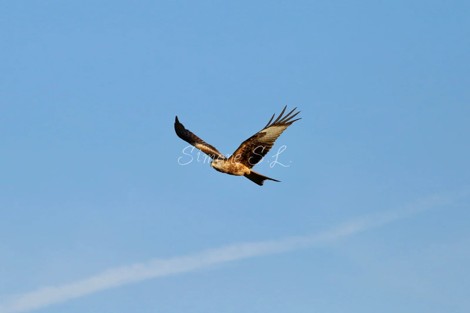 Red Kite 2 (photo) - V.1