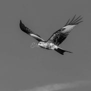 Red Kite 2 (photo) - V.3