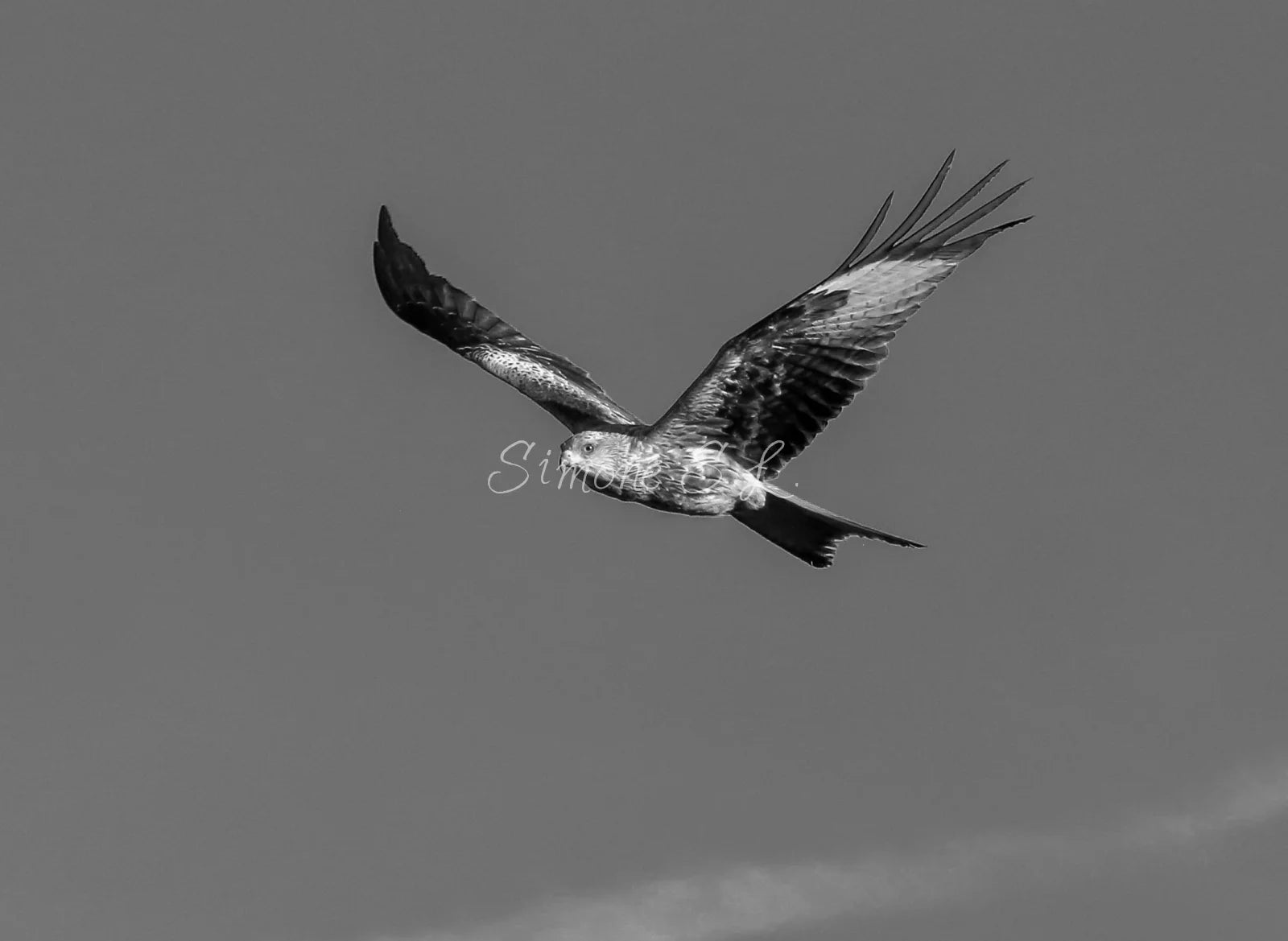 Red Kite 2 (photo) - V.3