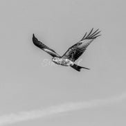 Red Kite 2 (photo) - V.2