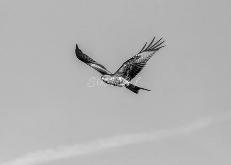 Red Kite 2 (photo) - V.2