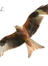 Red Kite 3 (photo)