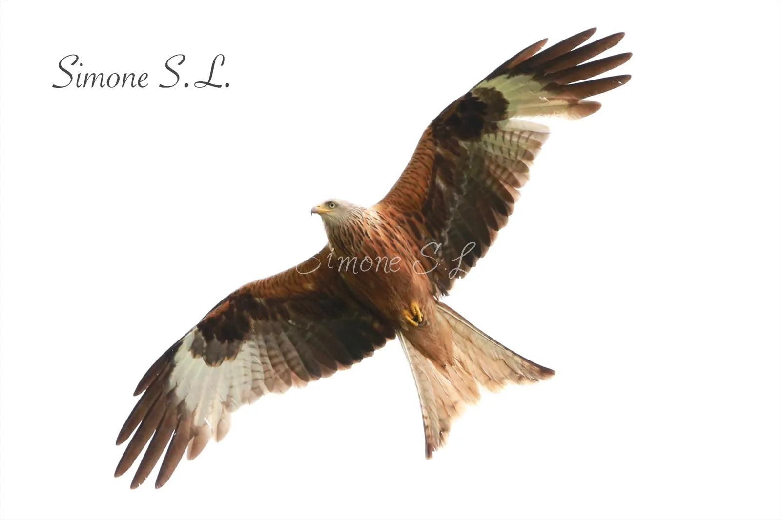 Red Kite 3 (photo)