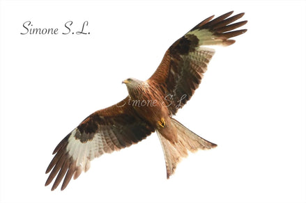 Red Kite 3 (photo)