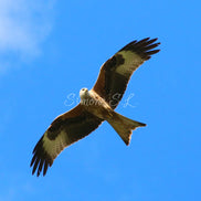 Red Kite (photo) - v.1