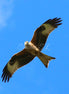 Red Kite (photo) - v.1