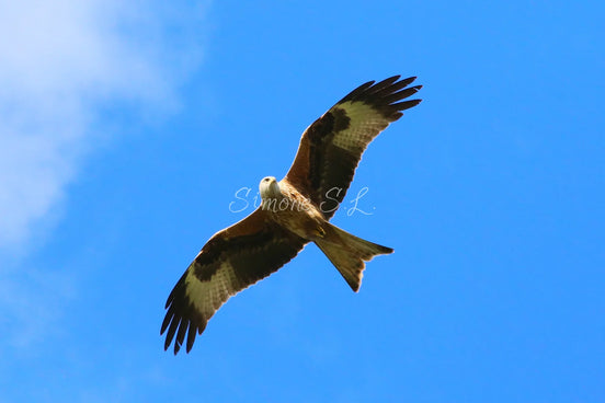 Red Kite (photo) - v.1