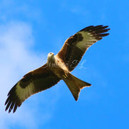 Red Kite (photo) - v.2