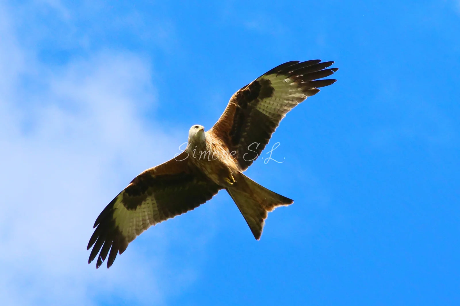 Red Kite (photo) - v.2