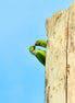 Ring-necked Parakeets 1 (photo)