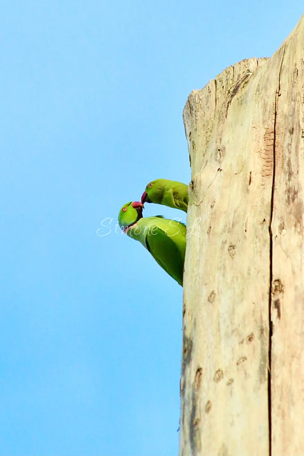 Ring-necked Parakeets 1 (photo)