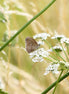 Ringlet Butterfly 2 (photo)