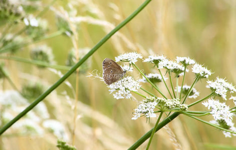 Ringlet Butterfly 2 (photo)