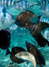 School Of Fish 7 (photo)