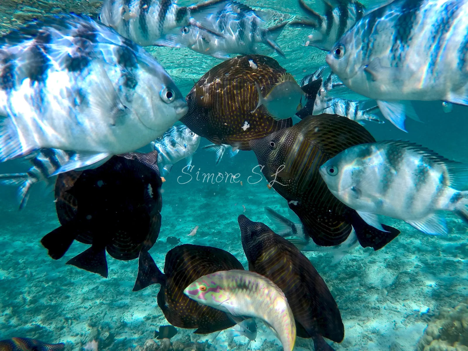 School Of Fish 7 (photo)