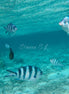 Scissortail Sergeant Fish (photo)