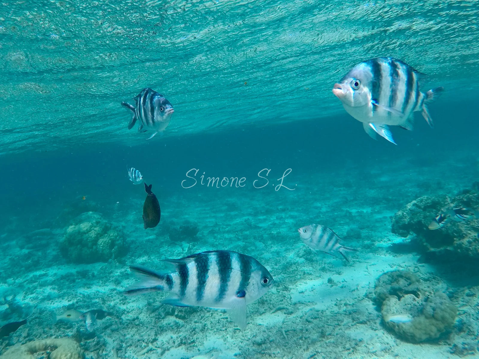 Scissortail Sergeant Fish (photo)