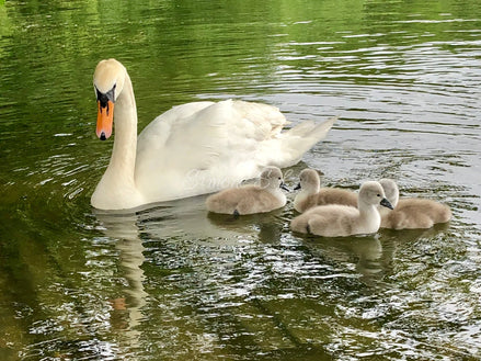 Single Parent With 4 Children (photo)