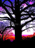 Spooky Wood 2 (photo)