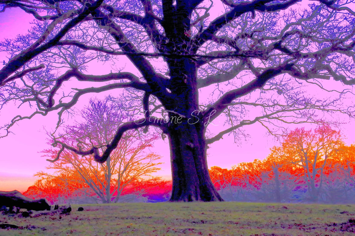 Spooky Wood 3 (photo)