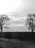 Spooky Woods 5 (photo)