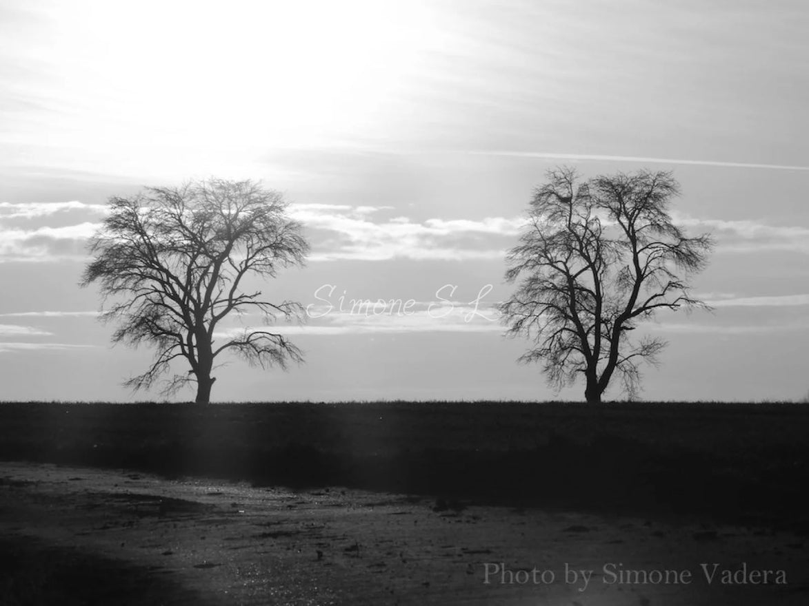 Spooky Woods 5 (photo)