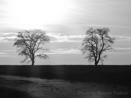 Spooky Woods 5 (photo)