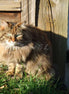 Sunbathing Cat 4 (photo)