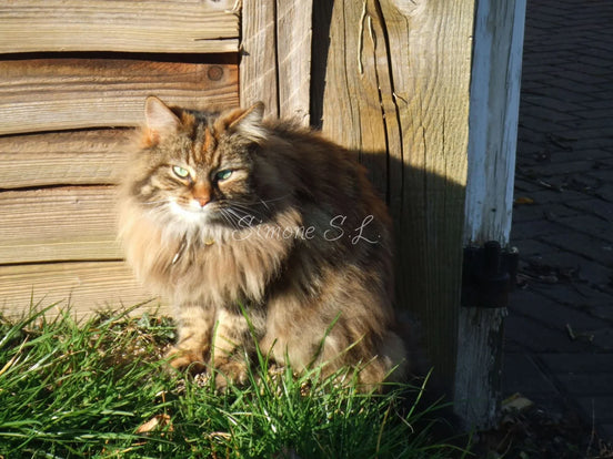 Sunbathing Cat 4 (photo)