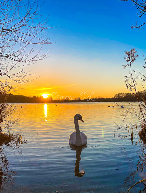 Sunset Swan (photo)