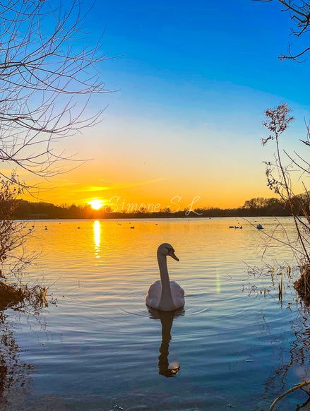 Sunset Swan (photo)