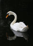 Suspicious Swan (photo)