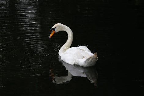 Suspicious Swan (photo)