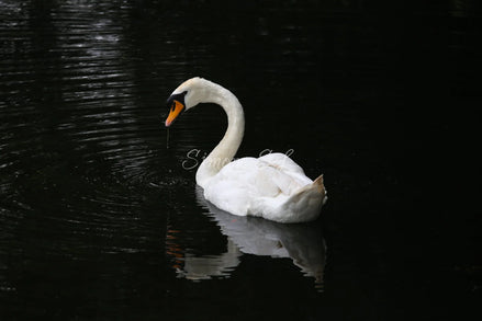 Suspicious Swan (photo)
