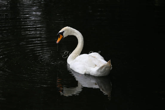 Suspicious Swan (photo)