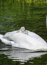 Swan Carrying Cygnets (photo)