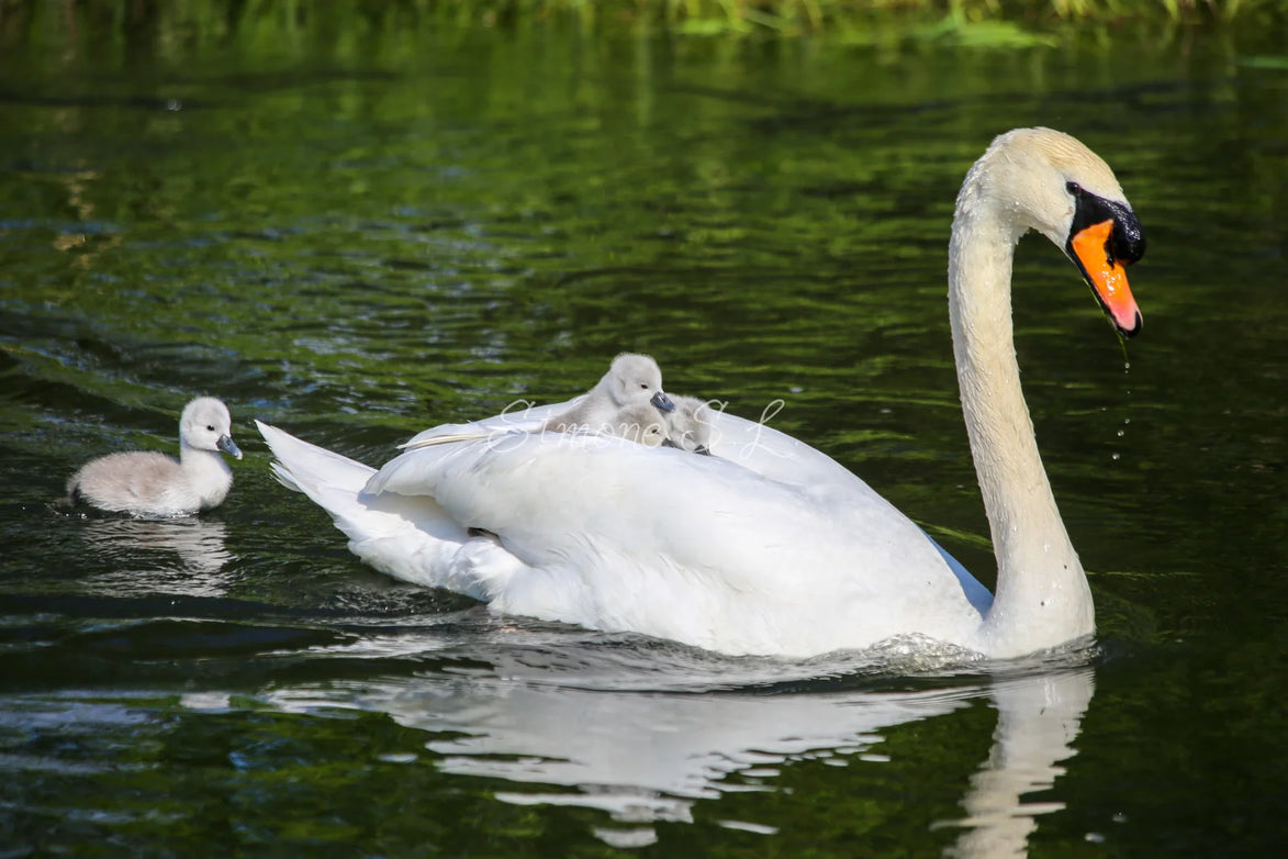 Swan Carrying Cygnets (photo)
