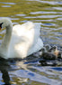 Swan with Cygnets (photo)
