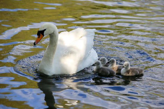 Swan with Cygnets (photo)