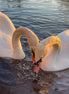 Swans In Love (photo) - 1